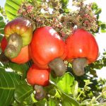 Crece cultivo de marañón en la zona sur de Honduras