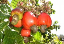 Crece cultivo de marañón en la zona sur de Honduras
