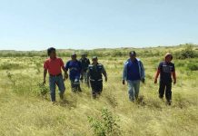 Más de 10 mil árboles crecen en zona desértica de Perú tras inundaciones