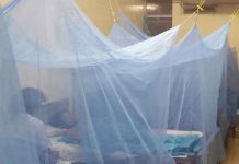 Reportan 19 muertos por dengue en lo que va del año en Perú