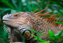Costa Rica: Iguana con cinco colas sorprende a habitantes de Pococí
