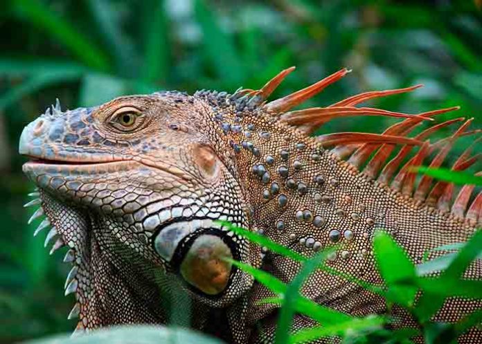 Sin_titulo-1_psSQztG