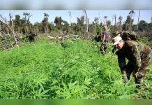 Operativo en Paraguay deja la incautación de 255 toneladas de marihuana