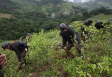 Cerca de 13.000 hectáreas de cocales han sido destruidas en Perú este año