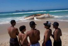 Encuentran muerta ballena jorobada en playa de Río de Janeiro
