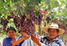 Perú se consolida como quinto exportador mundial de uvas