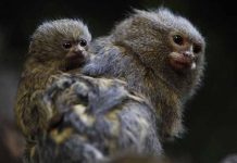 Colombia: Nacen en un zoológico gemelos de mono tití panameño