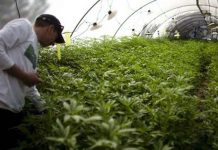 Ley de marihuana no disminuyó narcotráfico en Uruguay