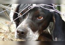 Guatemala multará con más de 4.000 dólares a maltratadores de animales
