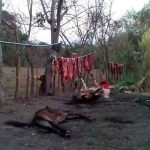 Hallan destace clandestino de caballos en El Salvador