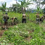 Perú erradicó más de 6 mil hectáreas de coca en lo que va del año