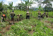 Perú erradicó más de 6 mil hectáreas de coca en lo que va del año