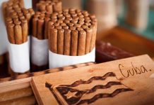 Cuba introduce con éxito dos nuevas variedades de tabaco de alto potencial
