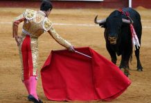 España: Aprueba ley que prohíbe el maltrato y muerte de toros