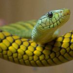 Video: Serpiente que se traga a sí misma sorprende a internautas