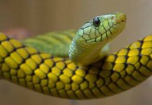 Video: Serpiente que se traga a sí misma sorprende a internautas