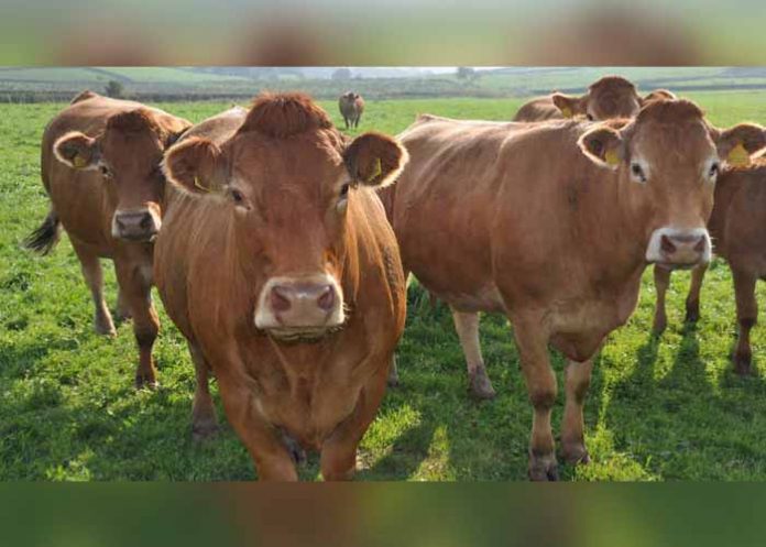 Sin_titulo-1_xe7cUAx