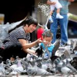 Costa Rica: Chofer fue pensionado tras ser infectado por hongo transmitido por palomas