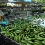 Productores hondureños exportan más banano a mercado europeo