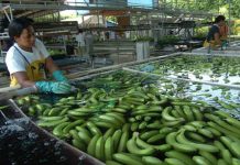 Productores hondureños exportan más banano a mercado europeo