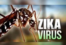 Descubren en Brasil sustancia capaz de bloquear la reproducción del zika