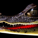 Cuerpo de desaparecida el pasado jueves aparece en lago de Managua