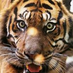 Muere cuidadora de zoo inglés tras ser atacada por un tigre