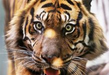 Muere cuidadora de zoo inglés tras ser atacada por un tigre