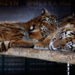 Rescatan en Líbano 3 cachorros de tigre destinados a Siria