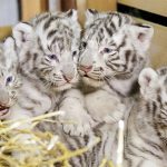 Zoológico de Austria presenta cuatrillizos de tigres blancos