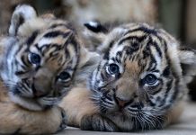 Nacen en Praga tigrillos mellizos en peligro de extinción