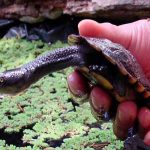 estados unidos, descubrimiento, tortuga, cuello de serpiente, cientificos,