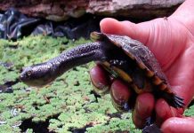 Descubren en EE.UU nueva especie de tortuga cuello de serpiente estados unidos, descubrimiento, tortuga, cuello de serpiente, cientificos,