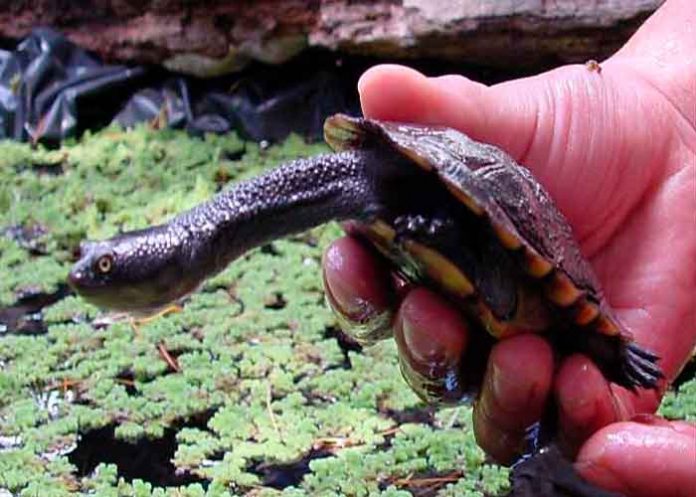 Tortuga estados unidos, descubrimiento, tortuga, cuello de serpiente, cientificos,