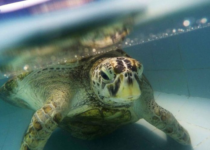 Tortuga_ZYhN3wq
