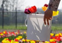 Tulipanes holandeses dan vida a un campo en Italia