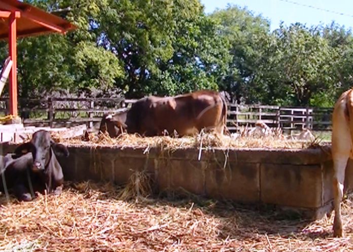 VAQUILLA3