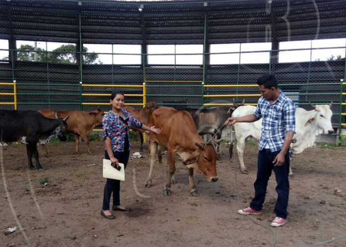 Vaca-1