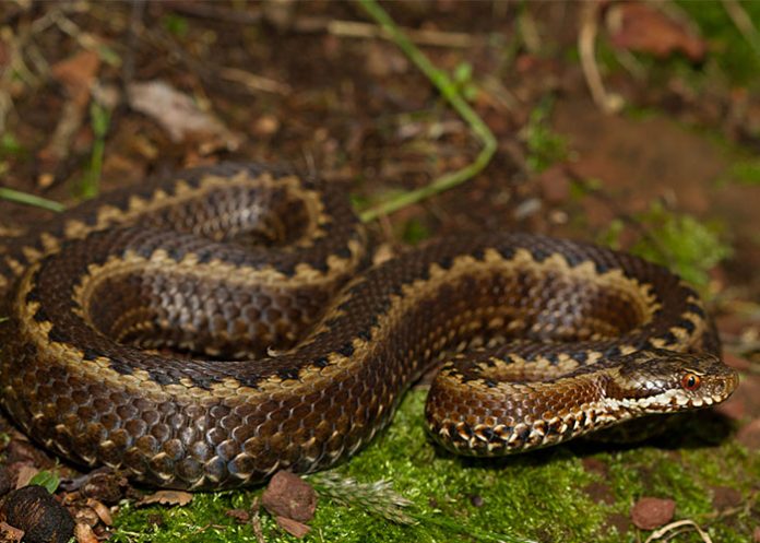 Vivoras
