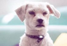 Estudio: Los perros saben distinguir entre una buena y mala persona