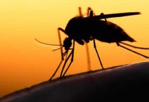 Zika aprovecha que embarazadas están bajas de defensas para atacar el feto