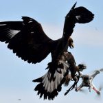 Ejército francés entrena águilas para derribar drones amenazantes