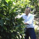 Renuevan y transforman la caficultura en Nicaragua