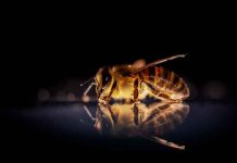 Abejas desarrollan habilidad para detectar personas con COVID-19 abejas, coronavirus, habilidad, ciencia