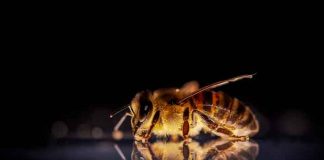abejas, coronavirus, habilidad, ciencia