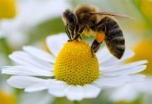 La justicia francesa suspende la venta de dos pesticidas por dañar a las abejas