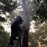 Chinandega: Mujer embarazada y estudiantes fueron atacados por abejas