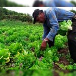 Joven crea app para prevenir las muertes de agricultores por calor