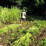 nicaragua, ometepe, ajonjoli, cultivo, produccion,