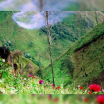 Guatemala destruye plantaciones de amapola de más de 50 millones de dólares